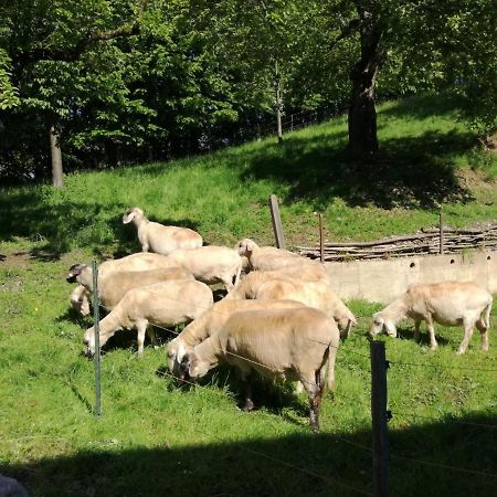 Landhof Ella - Ferienhaus Vor Den Toren Salzburgs Petting Экстерьер фото