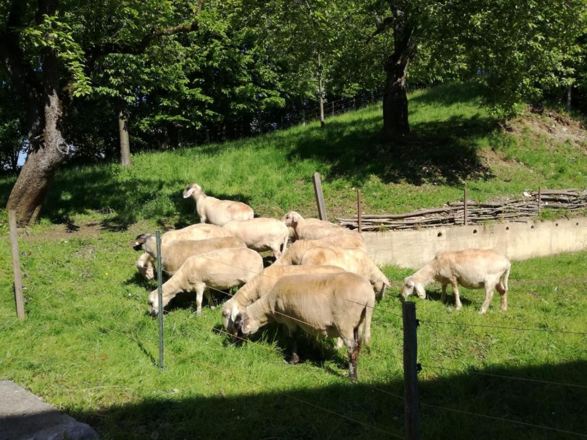 Landhof Ella - Ferienhaus Vor Den Toren Salzburgs Petting Экстерьер фото